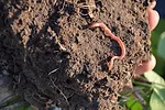 earthworms fig 1