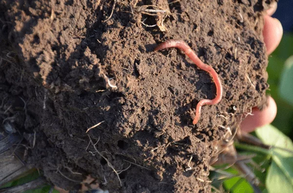 earthworms fig 1