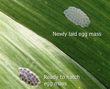 European Corn Borer Eggs