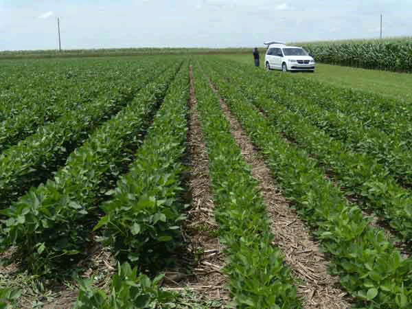 Starter fertilizer and soybeans