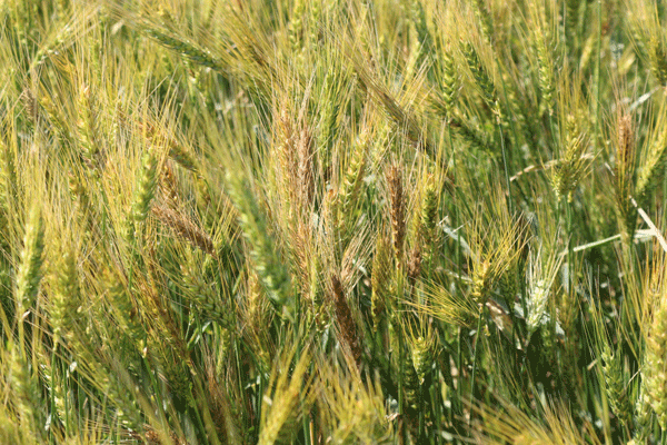 Wheat-figure-1.jpg