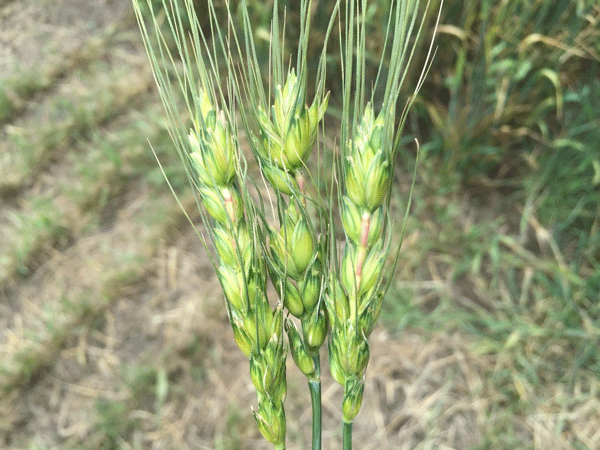 Wheat-figure-2.jpg