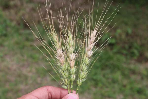 Wheat-figure-3.jpg