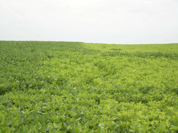 Iron chlorosis in soybeans