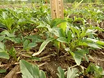 giant ragweed