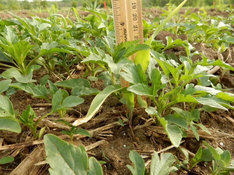 giant ragweed