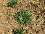 escaped ryegrass