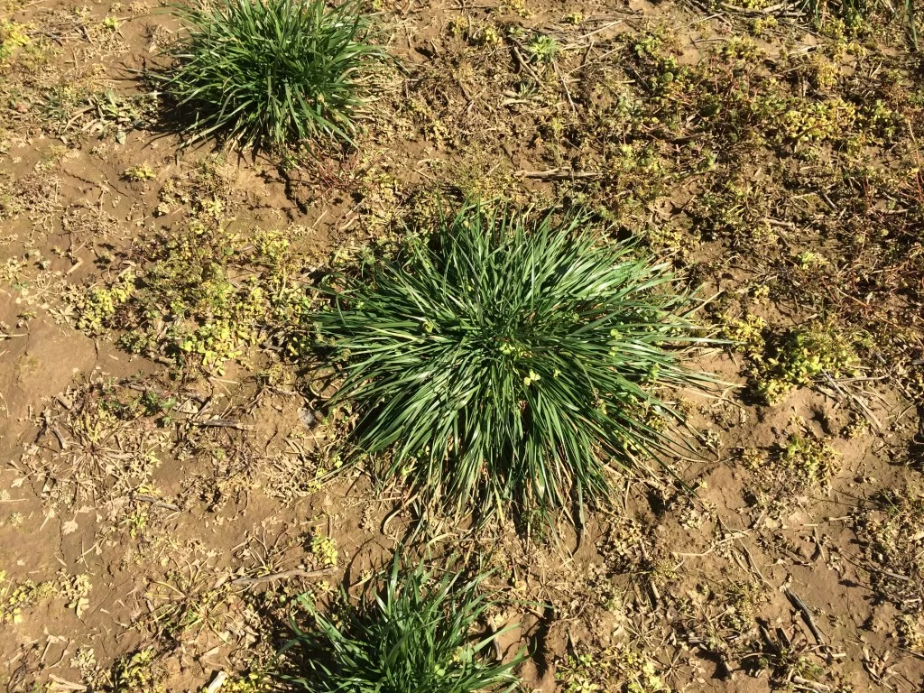 escaped ryegrass