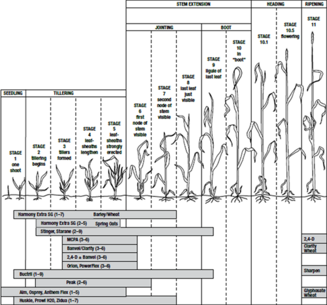 Winter Wheat Growth Stages Chart