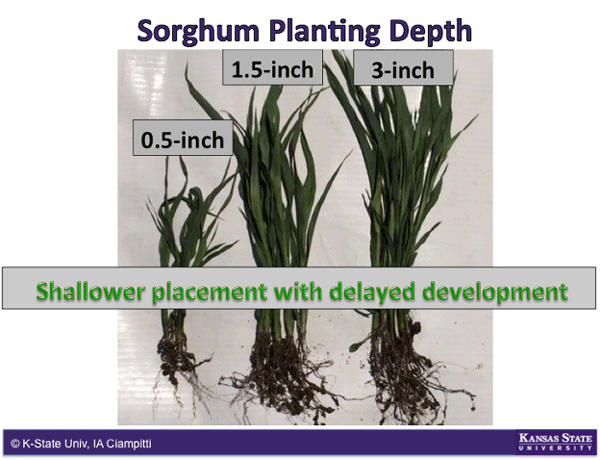 Sorghum Planting Depth