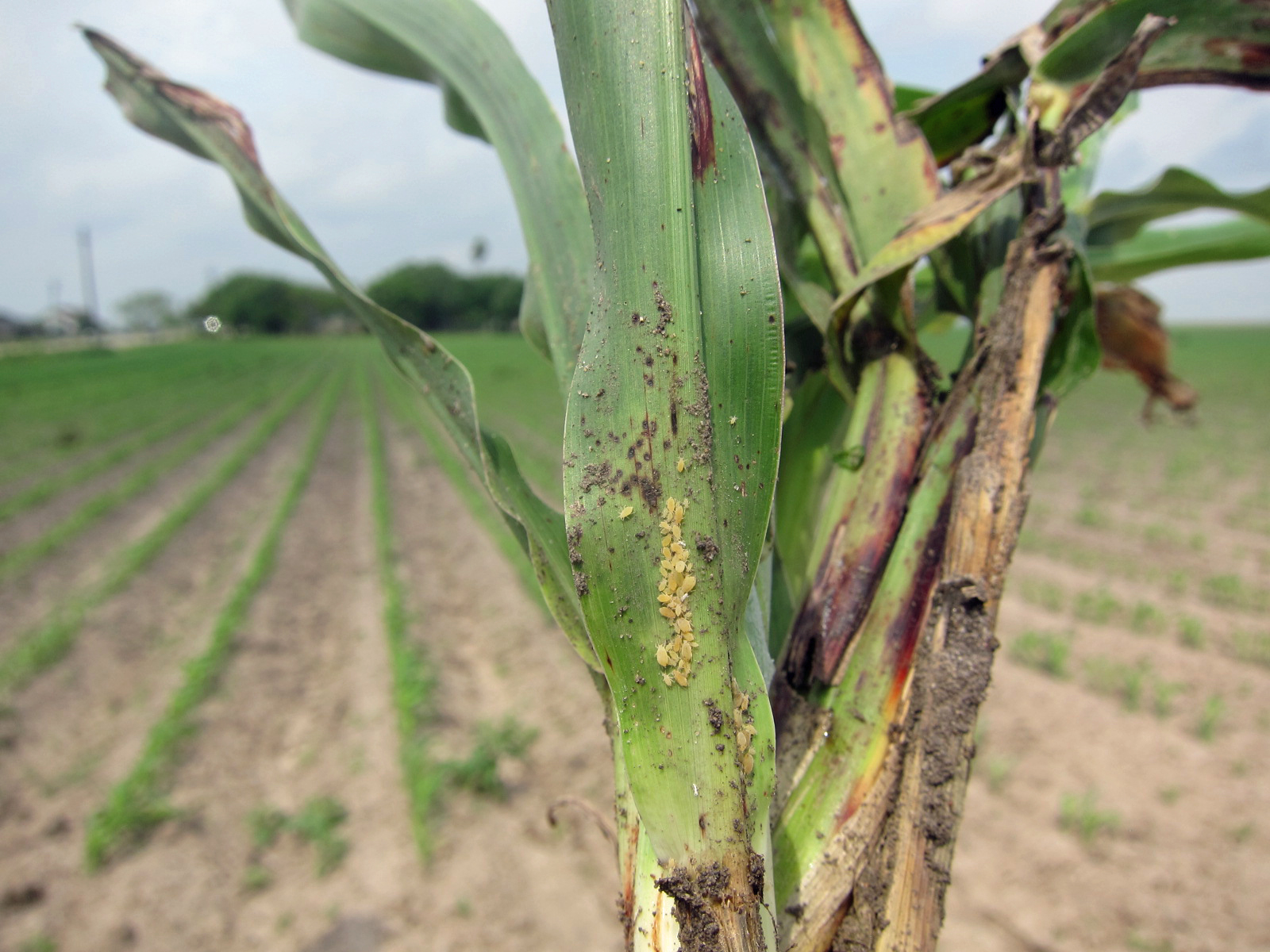 Sugarcane aphids and sorghum