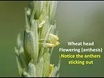wheat flowering