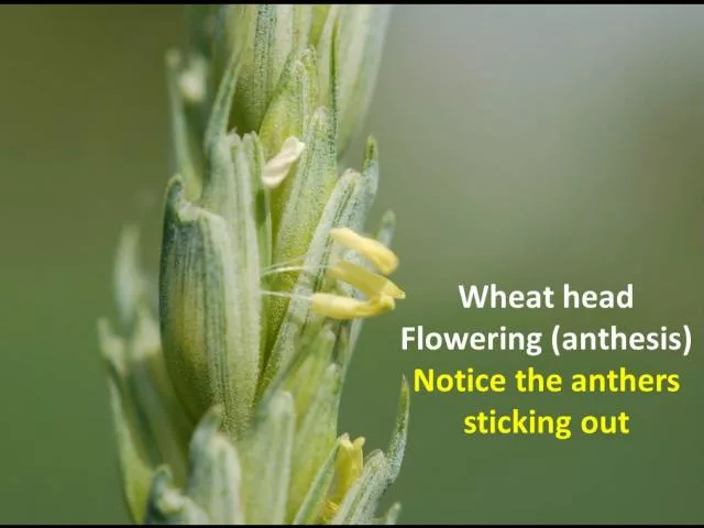wheat flowering