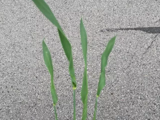twisted wheat