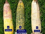 corn ear rots