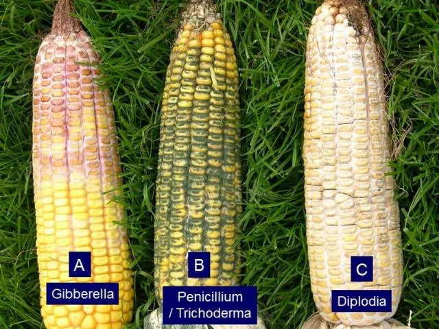 corn ear rots