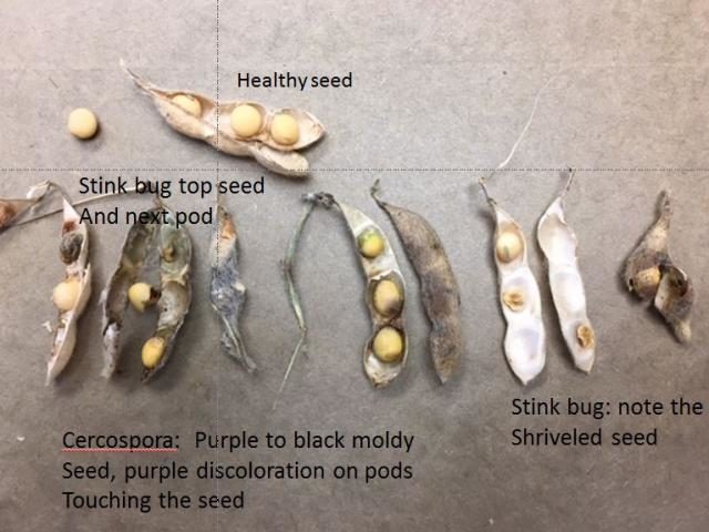 soybean seed damage