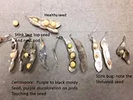 soybean seed damage