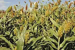 Sorghum plants