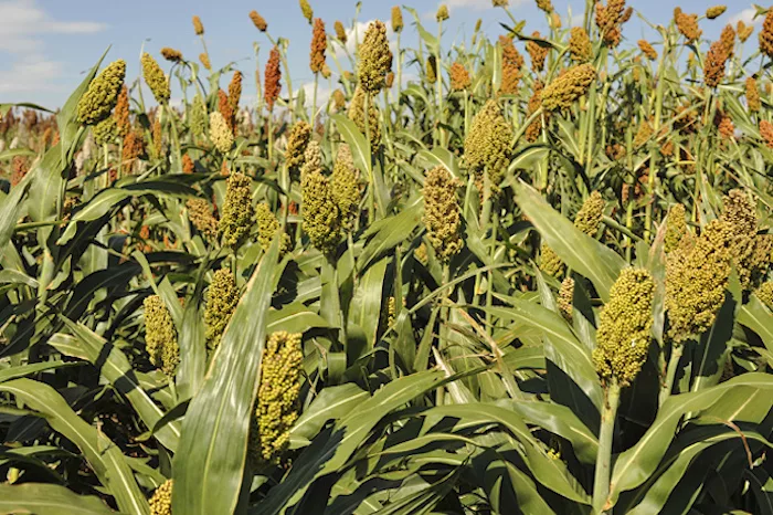 Sorghum plants