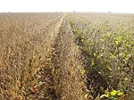 soybean maturity