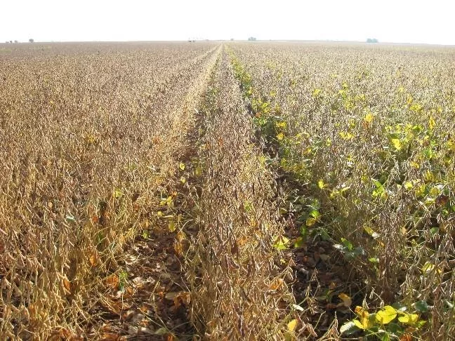 soybean maturity