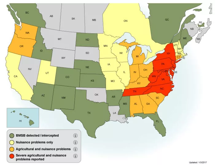 BMSB distribution