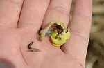 slugs