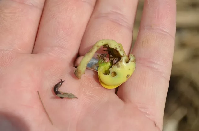 slugs