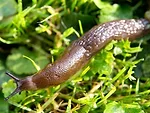 slugs