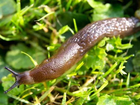 slugs