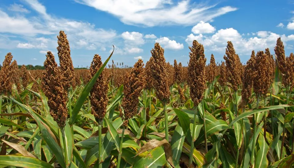 Grain sorghum field trials