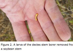 Dectes storm borer larva