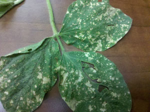 Nitrogen burn on soybean leaves
