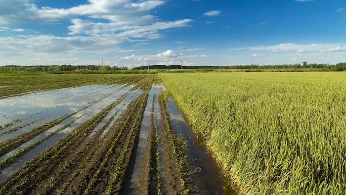 0122_flooded_crops_1600 World's Farms at Breaking Point FAO Report.jpeg