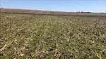 Gabriel Carballal No-Till Uruguay.png