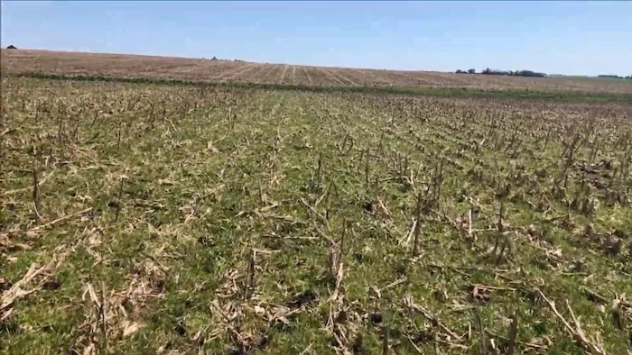 Gabriel Carballal No-Till Uruguay.png