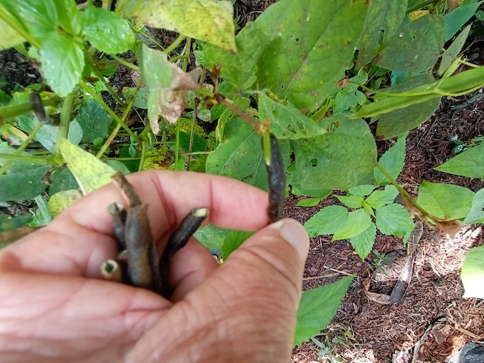 John Phillips No-Till Mung Beans Philippines.jpg
