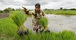 zero budget natural farming.jpeg