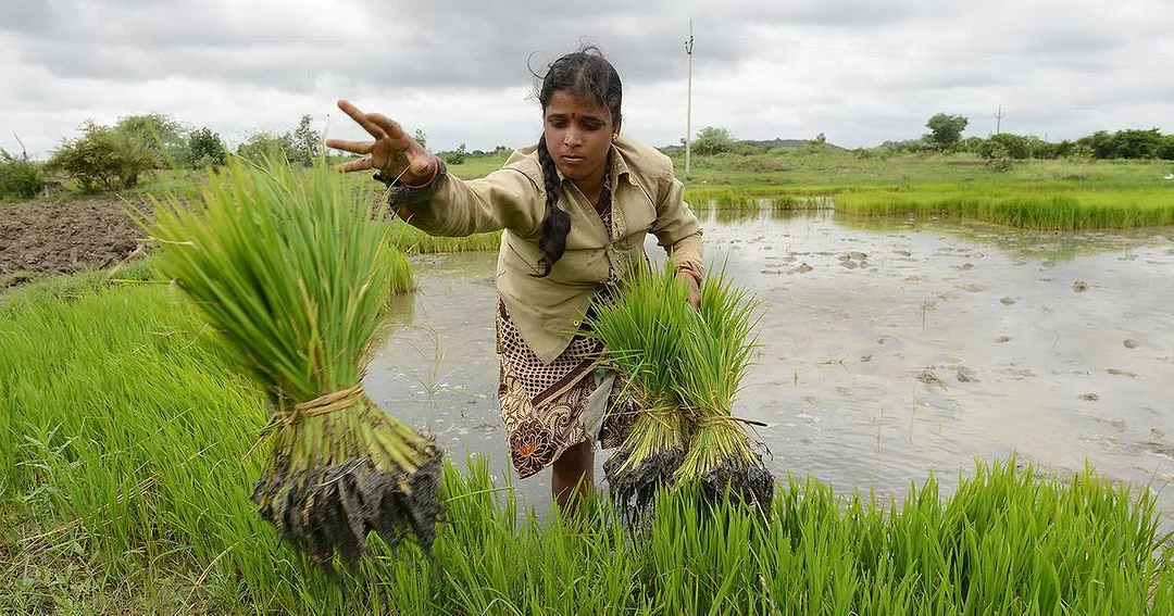 zero budget natural farming.jpeg