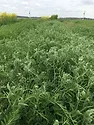 Smith Seed AU Merit Hairy Vetch_0617 copy