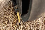 pro-stitchbonillaSeedFirmer_011818