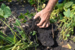 carbon rich soil
