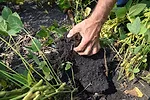 carbon rich soil