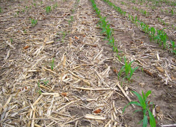 Emergence and crop growth in the spring with heavy (left) and light (right) corn stover on seedbed.