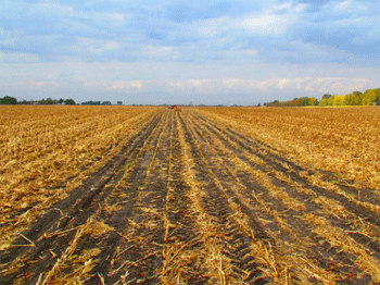 Pioneer research plot following corn stover harvest in the fall