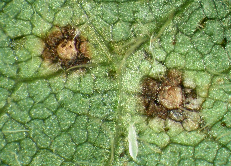 Bacterial pustules that can be found on either the upper- or undersides of soybean leaflets (magnified) (photo courtesy D. Pedersen, Univ. IL).