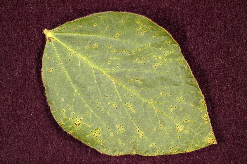 Symptoms of bacterial pustule on a soybean leaflet (photo courtesy D. Pedersen, Univ. IL).