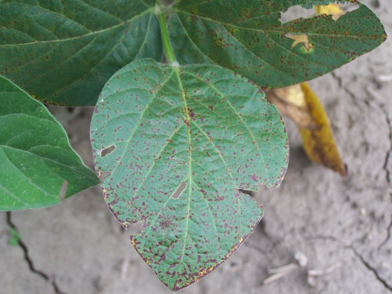 Symptoms of Septoria brown spot on a soybean leaflet (photo by C. Bradley).