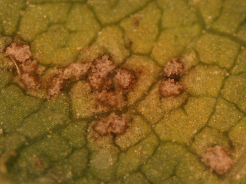 Soybean rust pustules filled with spores on the underside of a soybean leaflet (magnified) (photo courtesy D. Pedersen, Univ. IL).
